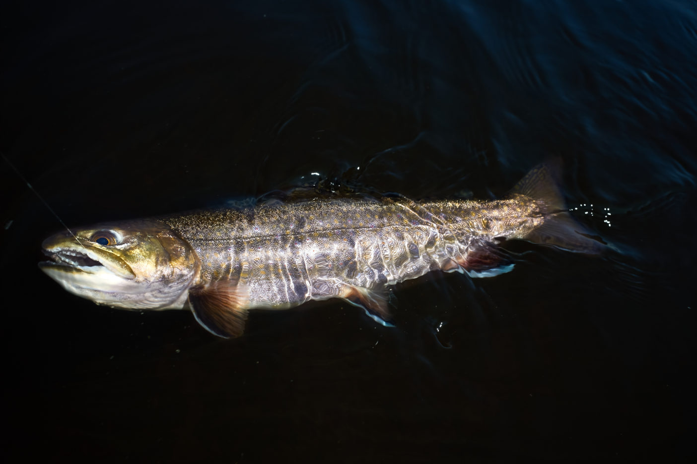 生まれてきた理由を知らない魚たち クリーネストライン