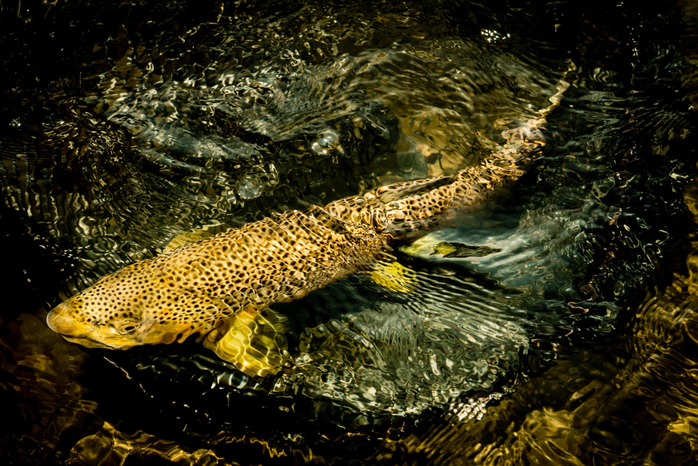 生まれてきた理由を知らない魚たち クリーネストライン