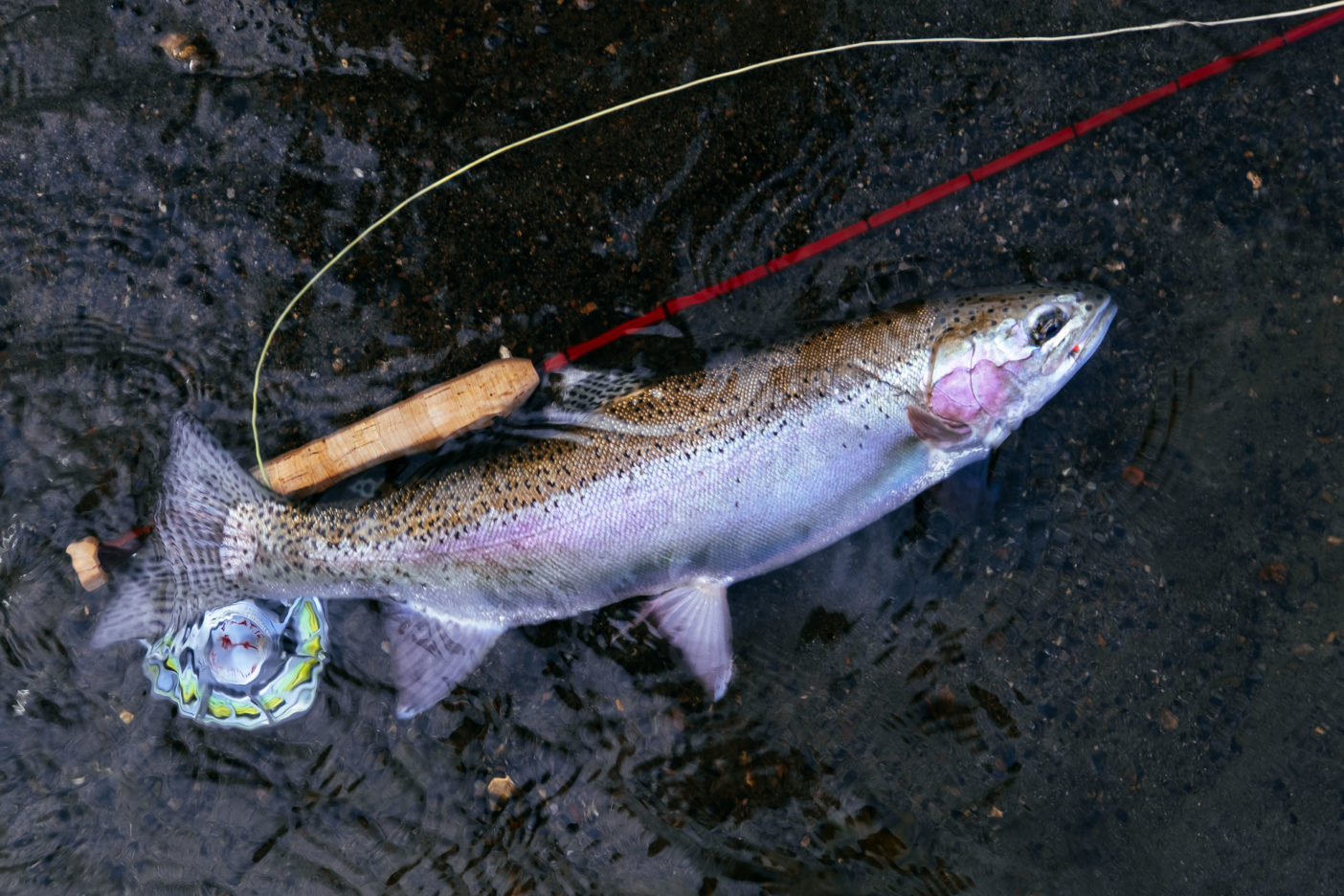 生まれてきた理由を知らない魚たち クリーネストライン