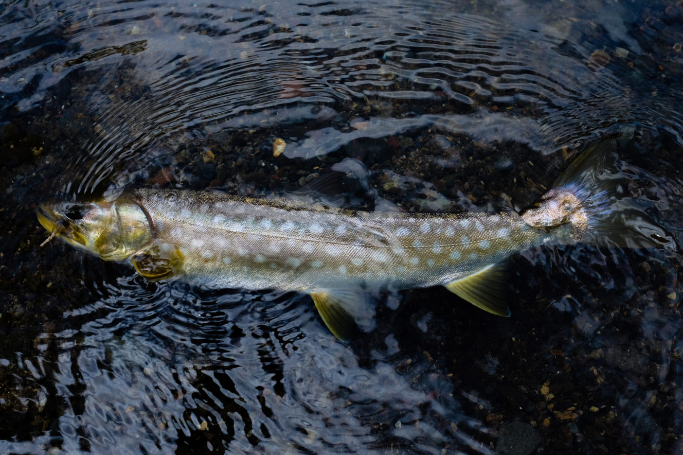 生まれてきた理由を知らない魚たち クリーネストライン