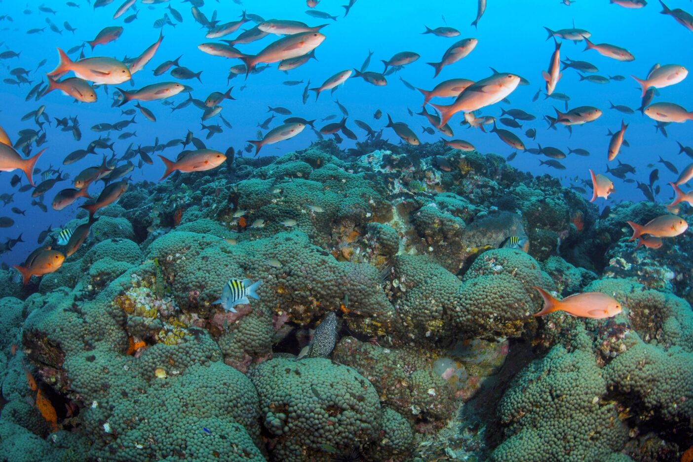 サンゴが増えれば 魚も増える クリーネストライン