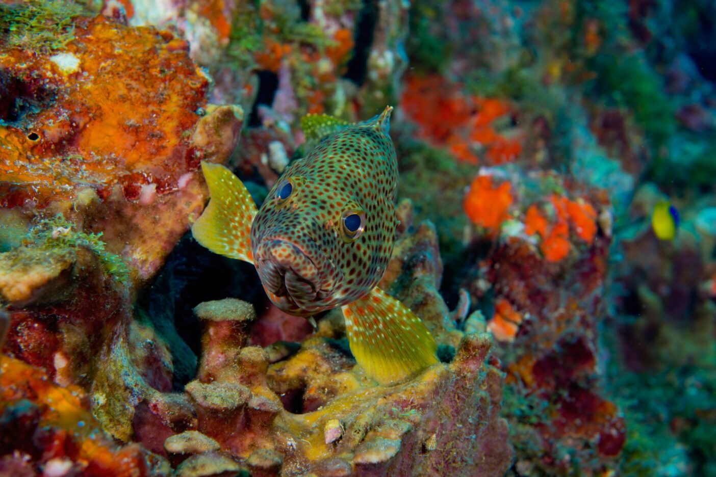 サンゴが増えれば 魚も増える クリーネストライン